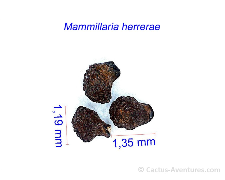 Mammillaria herrerae JM
